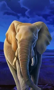 African Elephant